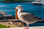 Gull at Oslo Opera House