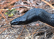 Wild Eastern Indigo snake (Drymarchon couperi) head and neck shot