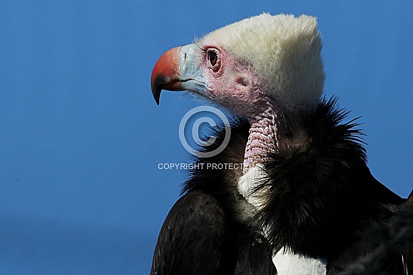 White-headed Vulture