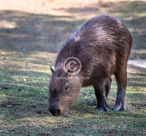 Capybara Eating