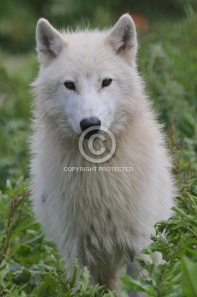 adult hudson bay wolf