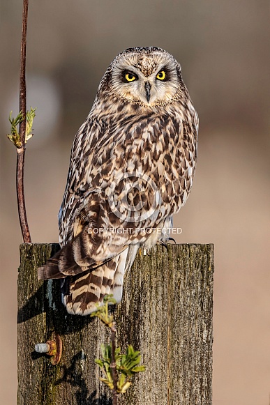 Short Eared Owl--Sexy Short Eared Owl