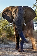 Charging African Elephant - Zimbabwe