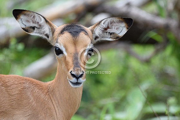 Impala lamb (Rooibok)