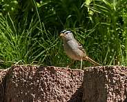 White-crowned Sparrow Standing