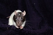 Pet Rat