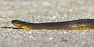 Florida Green Watersnake  - Nerodia floridana - crossing dirt path