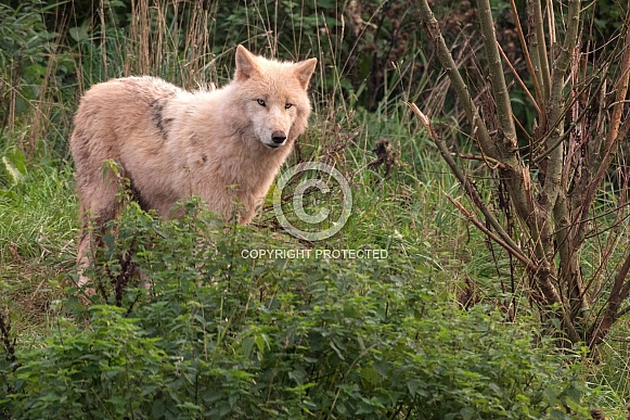 Arctic Wolf Standing In Long Grass