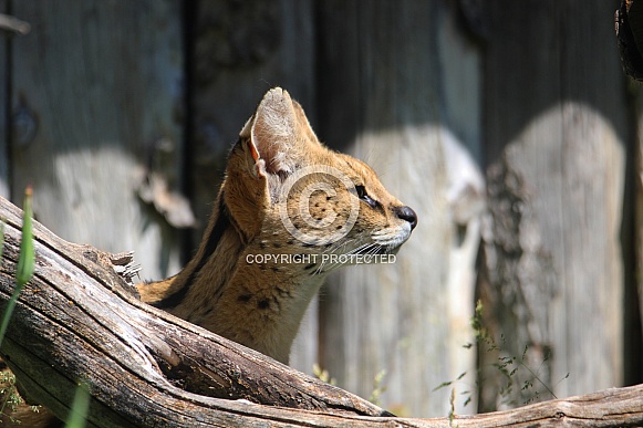 Serval Profile Close Up