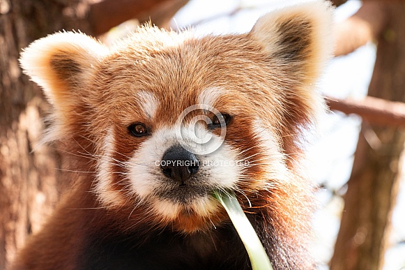 Red Panda Close Up Face Shot Eating