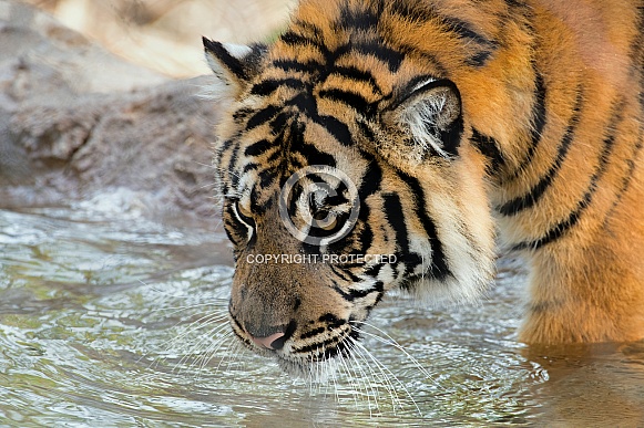 Sumatran Tiger - 1 Year Old Cub - Male