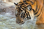 Sumatran Tiger - 1 Year Old Cub - Male