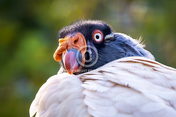 king vulture (Sarcoramphus papa)