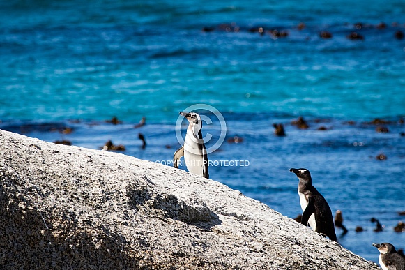 Penguins on a rock