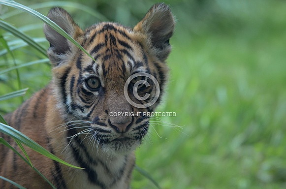 Sumatran Tiger cub