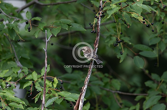 Female Yellow-rumped Warbler