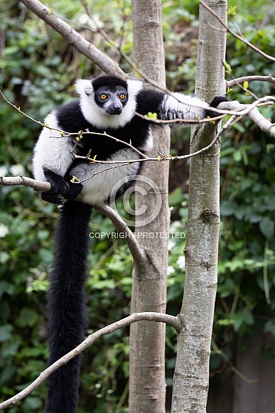 Black-and-white ruffed lemur in a tree