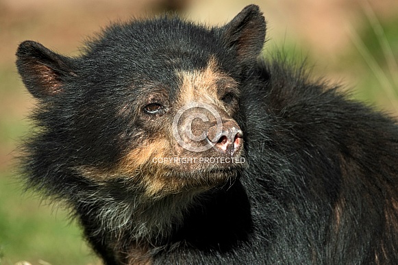 Andean/Spectacled Bear Face Shot