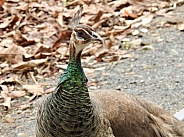 Female peacock - Peahen