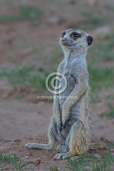 Meerkat on the lookout