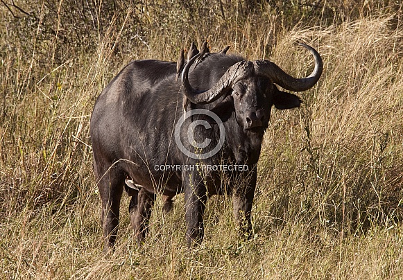 Cape Buffalo - Botswana