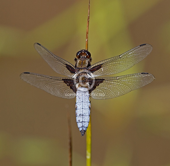 Broad bodied Chaser
