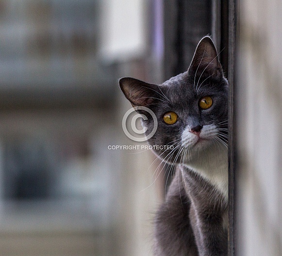 Grey and White Cat