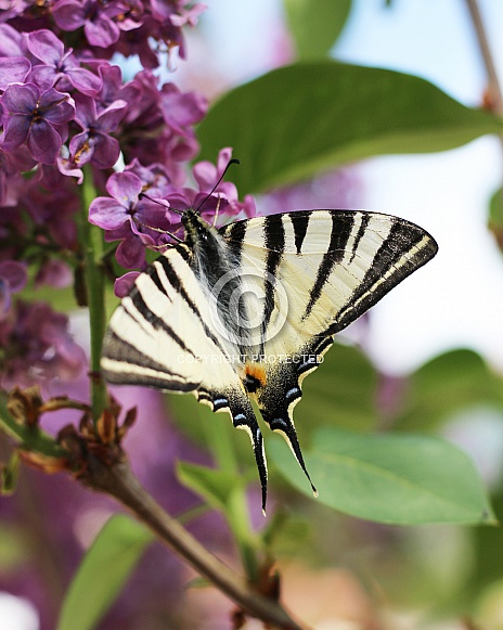 Scarce Swallowtail Butterfly on Lilac