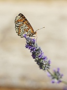 Fritillary Butterfly