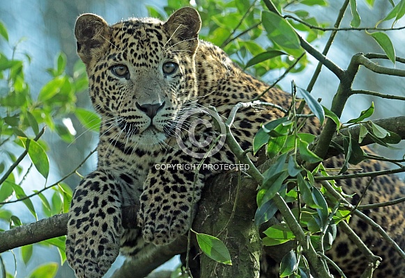 Sri Lankan leopard