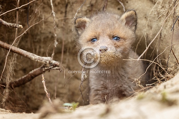 Red fox cubs