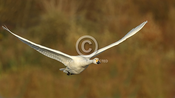 Bewick's Swan in Flight