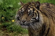 Sumatran Tiger Focused