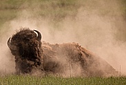 Bison bull dust bathing