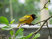Weaver Bird