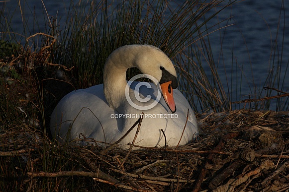 Swan on her nest