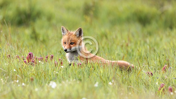 Red Fox-Vixen In Training