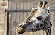 Rothschild's Giraffe Close Up Head Shot Side Profile
