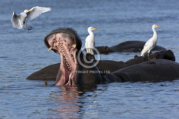 Hippopotamus and Egrets