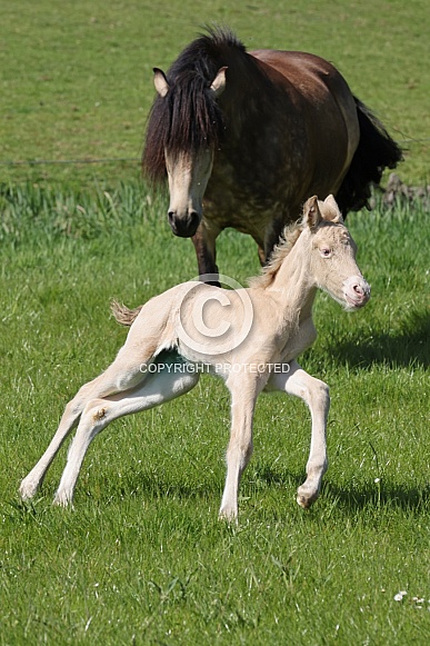 close up view of young foal collie, fauna concept