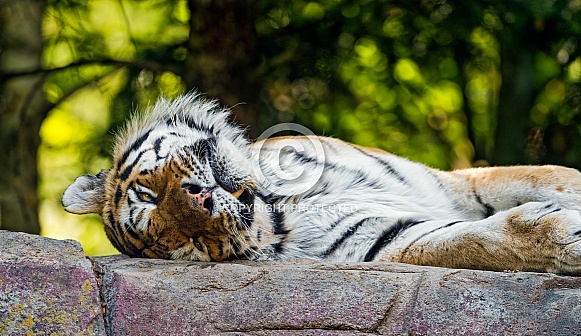 Amur Tiger resting on Rock.