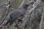 Female Rusty Blackbird