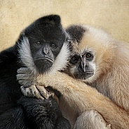 White Cheeked Gibbon-Best Buds