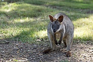 Young Swamp Wallaby.