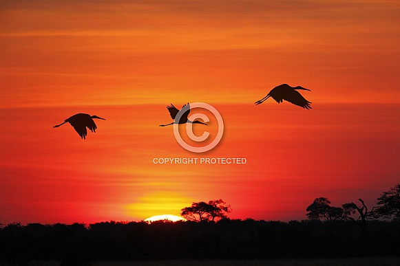Yellowbilled Storks at sunset - Botswana