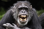 Chimpanzee Showing Teeth