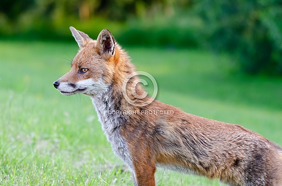 An alert Fox