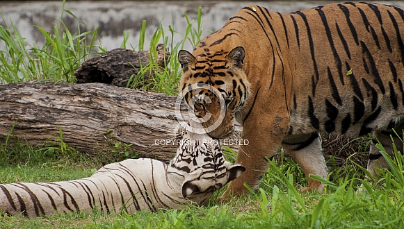 Tiger & White Tigress