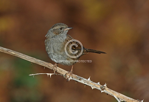 Hedge Sparrow (Dunnock)