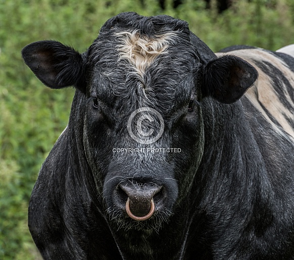 A Bull